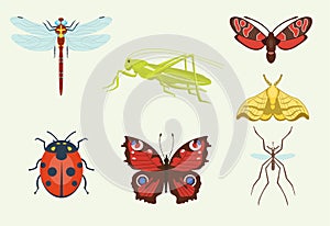 Vector insects icons isolated on background colorful top view illustration of wildlife wing fly insects detail macro