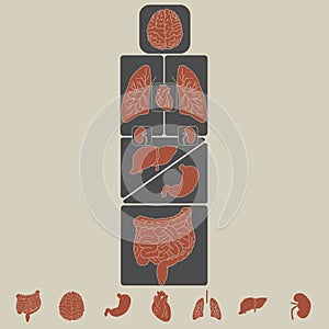 Vector internal organs icon set