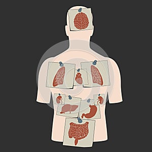 Vector internal organs stickers set