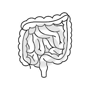 Vector intestines medical contoured illustration, structure of the human colon, internal organ, digestive tract.