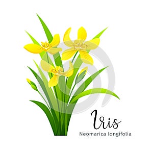Vector iris yellow flower, isolated on white background