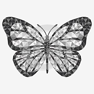 Vector isolated butterfly.