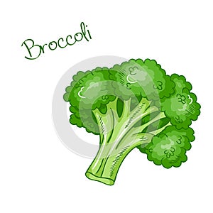 Vector isolated cartoon fresh hand drawn broccoli.