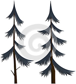 Vector isolated cartoon pine tree on white background. Coniferous forest plant. christmas tree