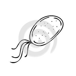 Vector isolated element, black and white bacterium without background hand-drawn