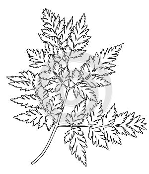 Vector isolated fern leaf. Black and white contour line drawing.