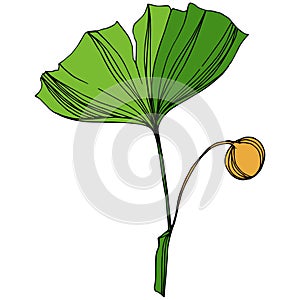 Vector Isolated ginkgo illustration element. Green leaf. Plant botanical garden floral foliage. Green engraved ink art.