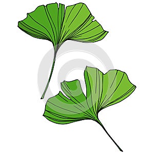 Vector Isolated ginkgo illustration element. Green leaf. Plant botanical garden floral foliage. Green engraved ink art.