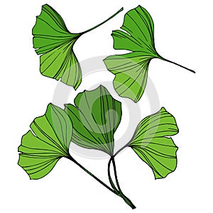 Vector Isolated ginkgo illustration element. Green leaf. Plant botanical garden floral foliage. Green engraved ink art.