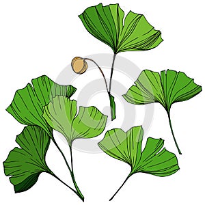 Vector Isolated ginkgo illustration element. Green leaf. Plant botanical garden floral foliage. Green engraved ink art.