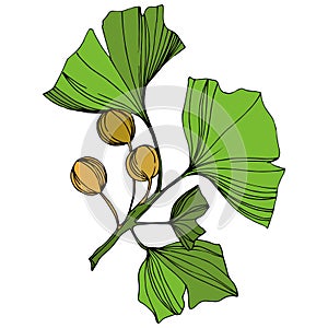 Vector Isolated ginkgo illustration element. Green leaf. Plant botanical garden floral foliage. Green engraved ink art.