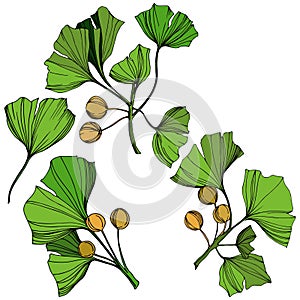 Vector Isolated ginkgo illustration element. Green leaf. Plant botanical garden floral foliage. Green engraved ink art.