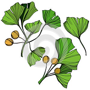 Vector Isolated ginkgo illustration element. Green leaf. Plant botanical garden floral foliage. Green engraved ink art.