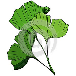 Vector Isolated ginkgo illustration element. Green leaf. Plant botanical garden floral foliage. Green engraved ink art.