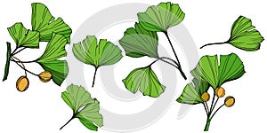 Vector Isolated ginkgo illustration element. Green leaf. Plant botanical garden floral foliage. Green engraved ink art.