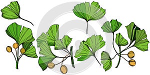 Vector Isolated ginkgo illustration element. Green leaf. Plant botanical garden floral foliage. Green engraved ink art.