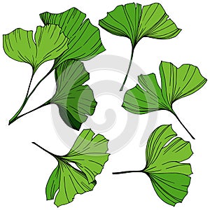 Vector Isolated ginkgo illustration element. Green leaf. Plant botanical garden floral foliage. Green engraved ink art.