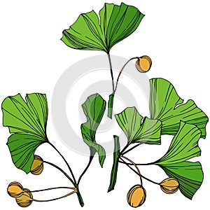 Vector Isolated ginkgo illustration element. Green leaf. Plant botanical garden floral foliage. Green engraved ink art.