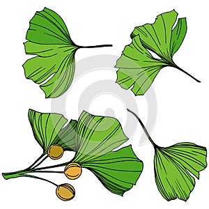 Vector Isolated ginkgo illustration element. Green leaf. Plant botanical garden floral foliage. Green engraved ink art.