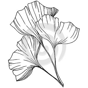 Vector Isolated ginkgo illustration element. Leaf plant botanical garden foliage. Black and white engraved ink art.