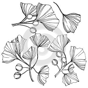 Vector Isolated ginkgo illustration element. Leaf plant botanical garden foliage. Black and white engraved ink art.