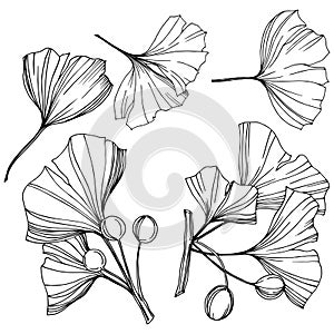 Vector Isolated ginkgo illustration element. Leaf plant botanical garden foliage. Black and white engraved ink art.