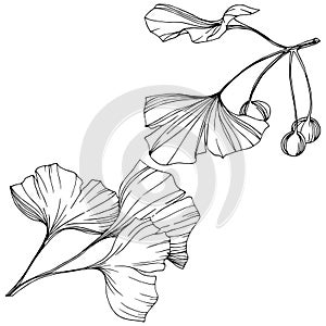 Vector Isolated ginkgo illustration element. Leaf plant botanical garden foliage. Black and white engraved ink art.