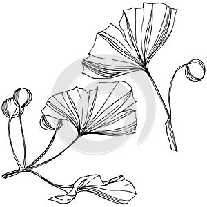 Vector Isolated ginkgo illustration element. Leaf plant botanical garden foliage. Black and white engraved ink art.