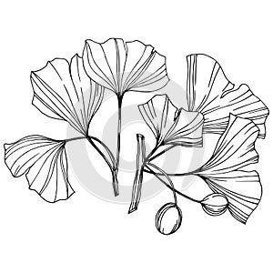 Vector Isolated ginkgo illustration element. Leaf plant botanical garden foliage. Black and white engraved ink art.