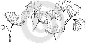 Vector Isolated ginkgo illustration element. Leaf plant botanical garden foliage. Black and white engraved ink art.