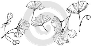 Vector Isolated ginkgo illustration element. Leaf plant botanical garden foliage. Black and white engraved ink art.