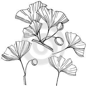 Vector Isolated ginkgo illustration element. Leaf plant botanical garden foliage. Black and white engraved ink art.