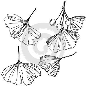 Vector Isolated ginkgo illustration element. Leaf plant botanical garden foliage. Black and white engraved ink art.