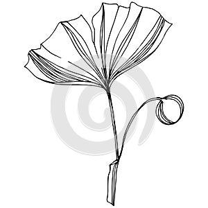 Vector Isolated ginkgo illustration element. Leaf plant botanical garden foliage. Black and white engraved ink art.