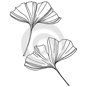 Vector Isolated ginkgo illustration element. Leaf plant botanical garden foliage. Black and white engraved ink art.