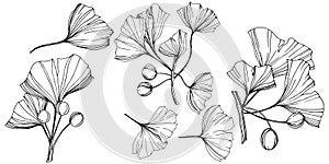 Vector Isolated ginkgo illustration element. Leaf plant botanical garden foliage. Black and white engraved ink art.