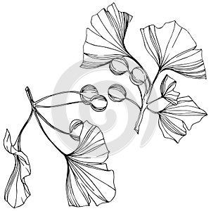 Vector Isolated ginkgo illustration element. Leaf plant botanical garden foliage. Black and white engraved ink art.