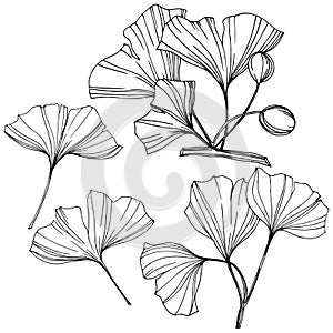 Vector Isolated ginkgo illustration element. Leaf plant botanical garden foliage. Black and white engraved ink art.