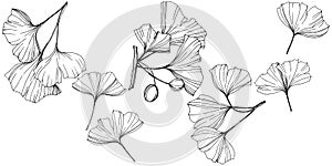 Vector Isolated ginkgo illustration element. Leaf plant botanical garden foliage. Black and white engraved ink art.