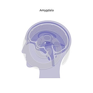 Vector isolated illustration of Amygdala photo