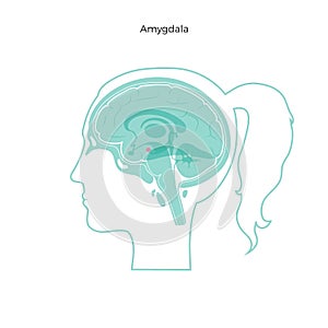Vector isolated illustration of Amygdala photo
