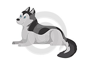 Vector isolated illustration of black and white dog with long wool lying, side view, domestic breed pet for arctic areas