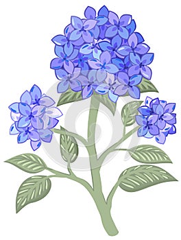 Vector isolated illustration of branch of hydrangea.