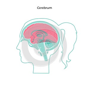 Vector isolated illustration of Cerebrum