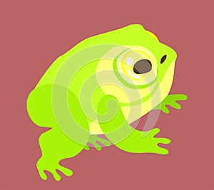 Vector isolated illustration of frog