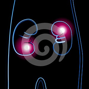 Vector isolated illustration of human kidney with neon effect.