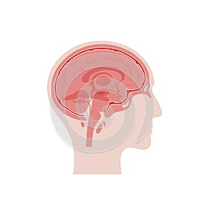 Vector isolated illustration of Meninges