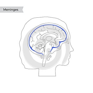 Vector isolated illustration of Meninges photo
