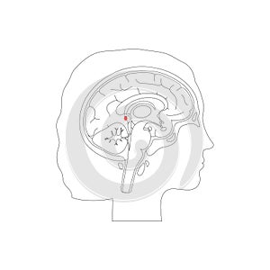 Vector isolated illustration of Pineal gland