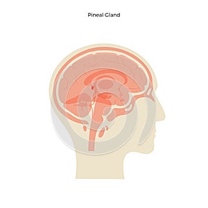 Vector isolated illustration of Pineal gland